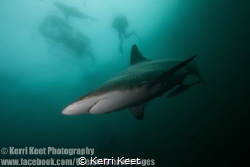 Oceanic Blacktip Shark admiring his reflection in my dome by Kerri Keet 